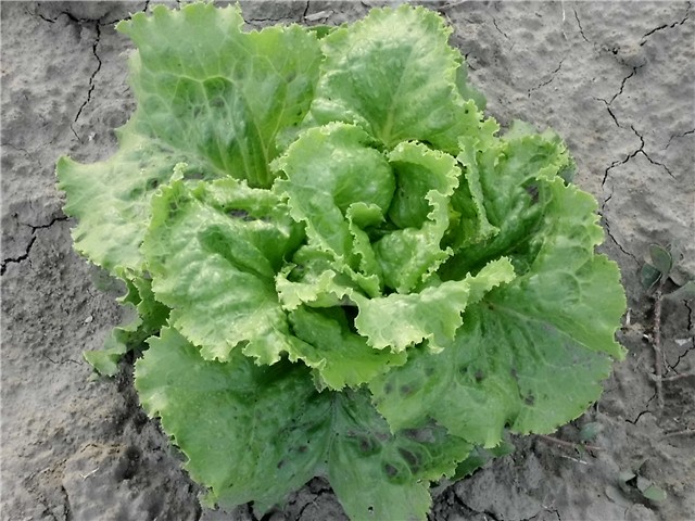 salata1